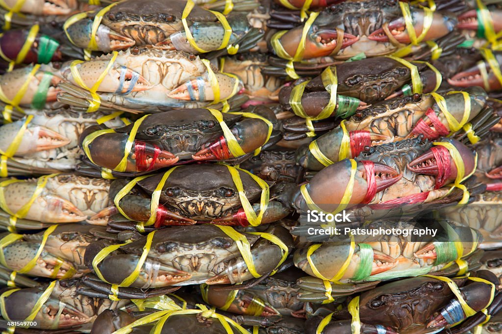 Alive Crab Tie With Plastic Rope In The Basket Stock Photo - Download Image  Now - 2015, Animal, Animal Wildlife - iStock