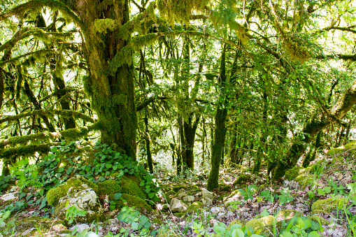 Tree in the forest covered with green moss.