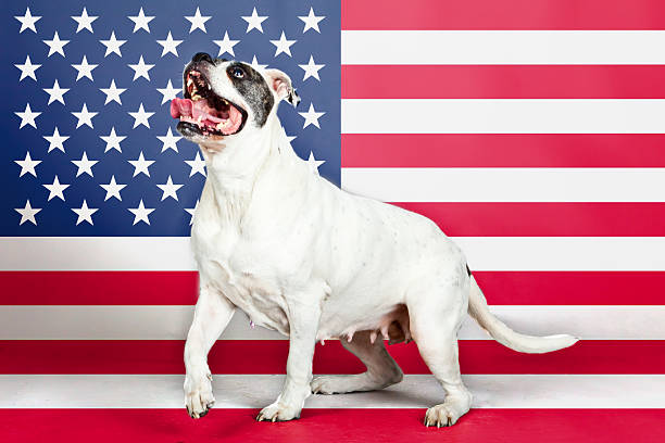 istock American bulldog with US flag in as background. 481550121