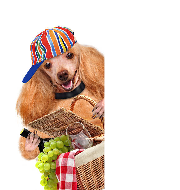 istock dog with Picnic basket 481550387