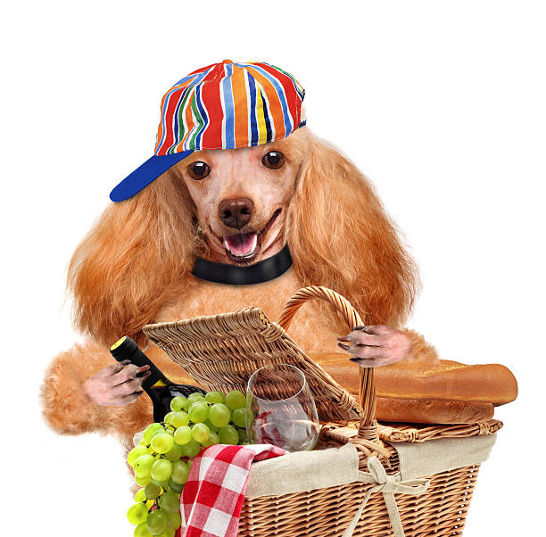 istock dog with Picnic basket 481550403