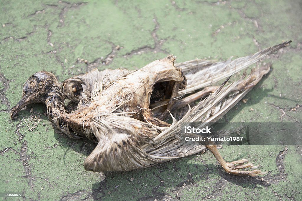 bird carcasses Animal Bone Stock Photo