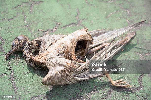 Bird Carcasses Stock Photo - Download Image Now - Animal Bone, Animal Skeleton, Avian Flu Virus