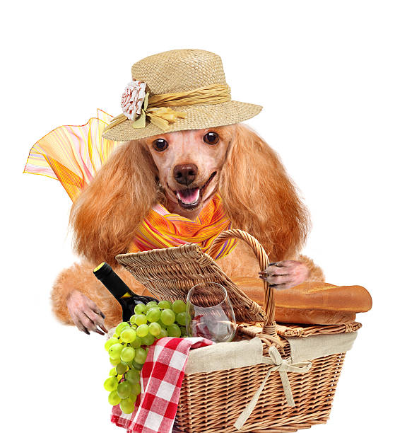 istock dog with Picnic basket 481553227