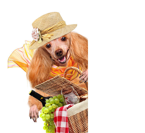 istock dog with Picnic basket 481553503
