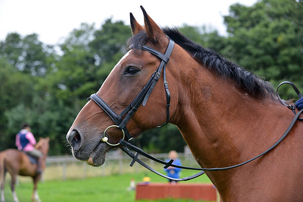istock Headshot of horse 481554087