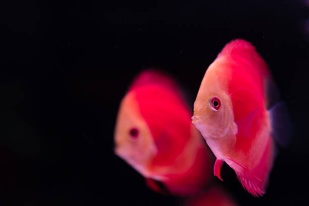Red Pompadour Red Pompadour pompadour fish stock pictures, royalty-free photos & images