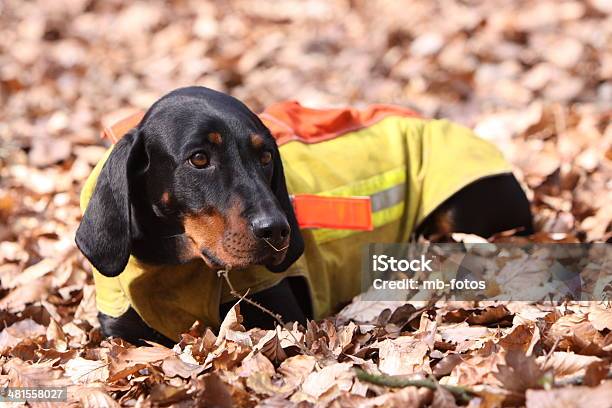 Brandlbracke Stock Photo - Download Image Now - Animal, Austria, Austrian Culture