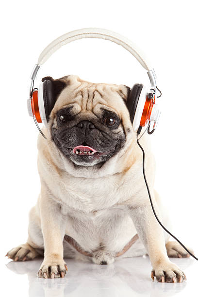 istock dog listening to music. 481558271