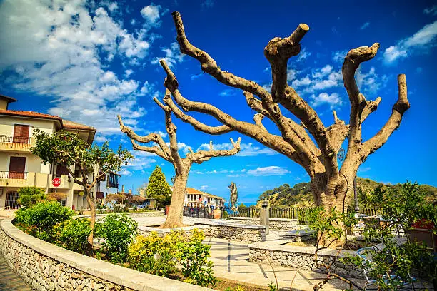 old trees in the central square of the Savoca town - the city of Godfather film, Sicily, Italy