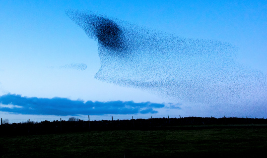 Flock of Starling