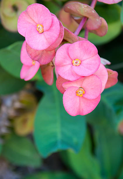 pink crown of thorns