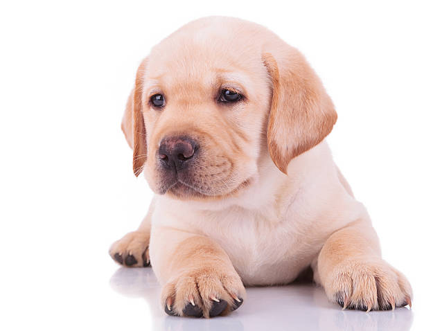 istock white labrador retriever puppy dog 481558753