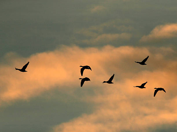 istock Geese Flying Overhead Colorful Sky 481558762