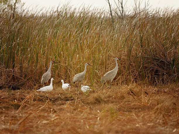 Sand Hill Cranes on Prairie