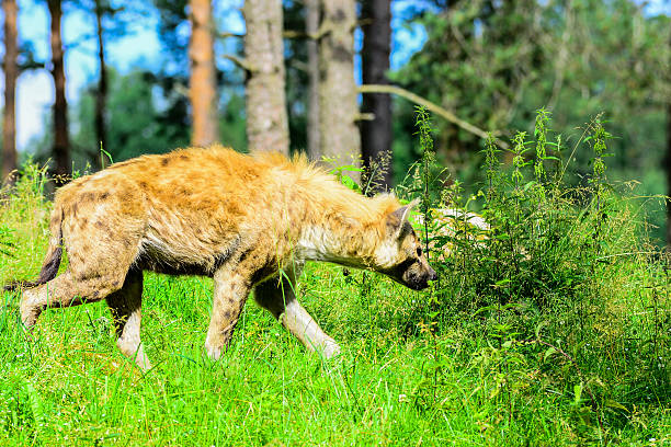 istock Spotted Hyena looking for food 481559162