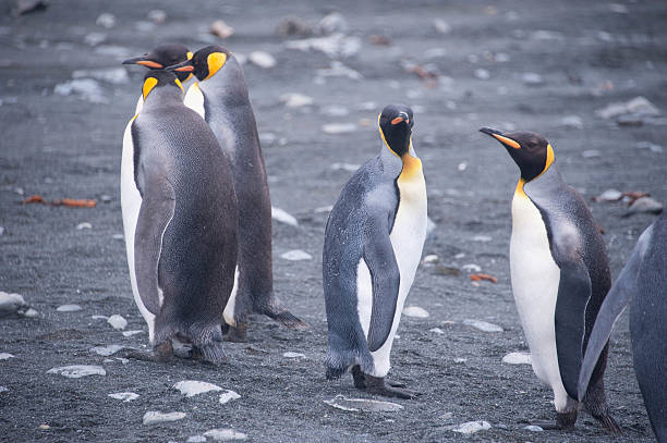 istock King Penguins, Macquarie Island 481559244