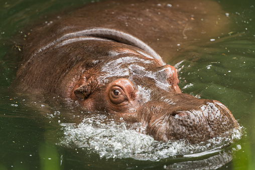 A large Hippo coming up for air.
