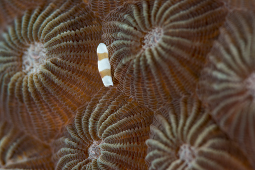 acoel flatworm - amphiscolos sp on a hard coral