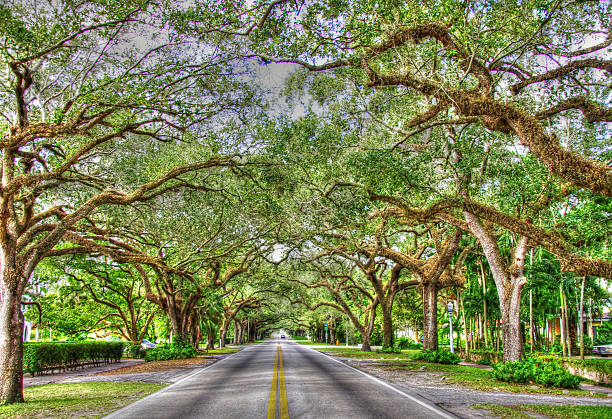 istock Old Oaks Along a Peaceful Street 481560026