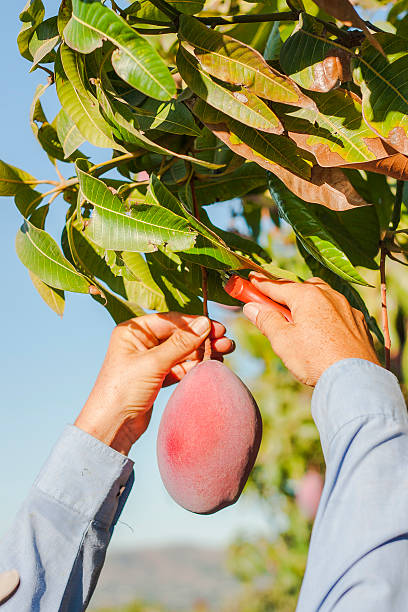 istock Collecting perfectly ripe mango. Agricultural lifestyle. 481560294