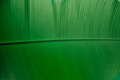 detail and close up shot of a beautiful green banana tree leaf.