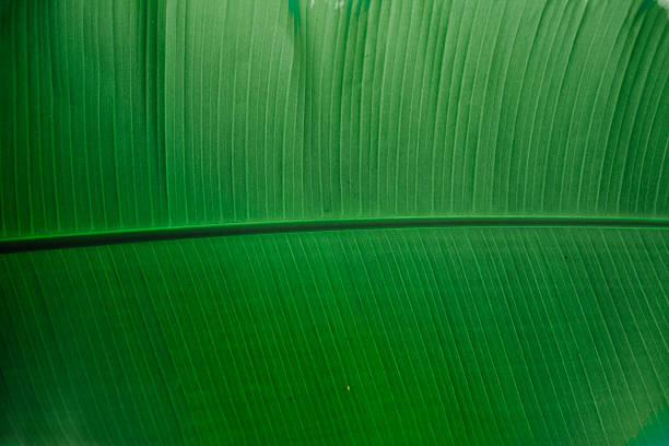 банановый лист абстрактный - wilderness area close up leaf plant стоковые фото и изображения