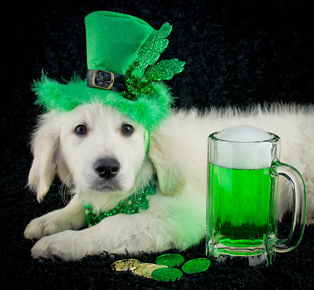 st. patrick's day cachorro - st patricks day dog irish culture leprechaun fotografías e imágenes de stock