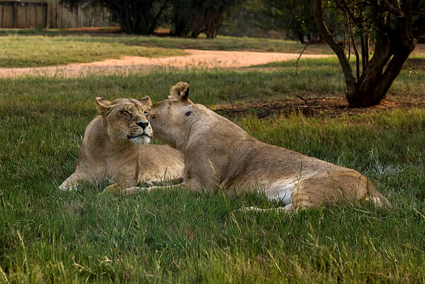 istock Lion, South Africa. March 31, 2015 481561126