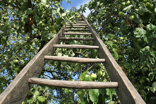 Ladder made by wood in tree of apple.