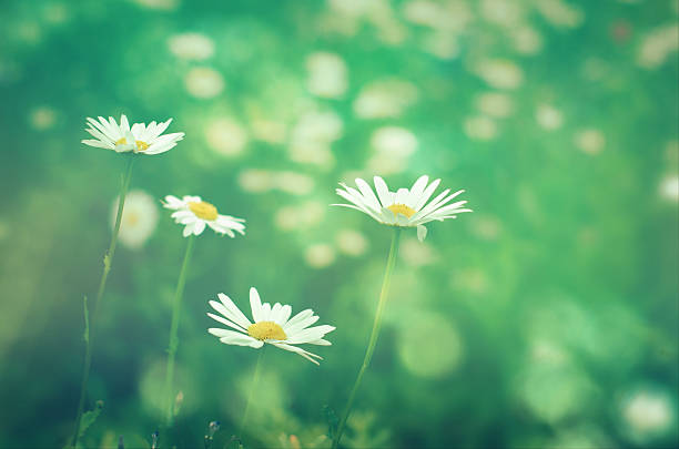 istock Meadow daisies flowers close-up in sunlight 481561468