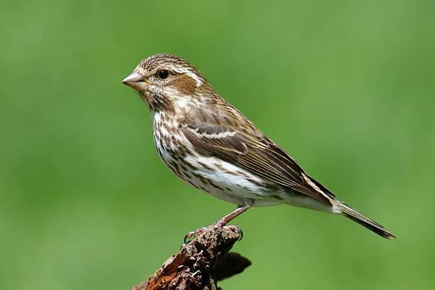 istock Purple Finch (Carpodacus purpureus) 481562044