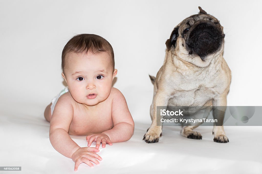 baby child and Pug baby child and Pug dog Isolated white background 2015 Stock Photo