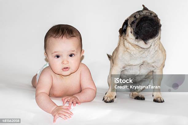 Baby Child And Pug Stock Photo - Download Image Now - 2015, Affectionate, Animal