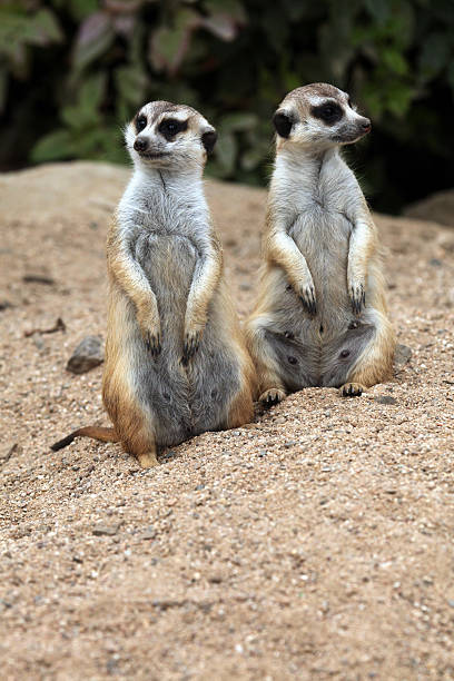 istock Meerkat (Suricata suricatta), also known as the suricate. 481562390