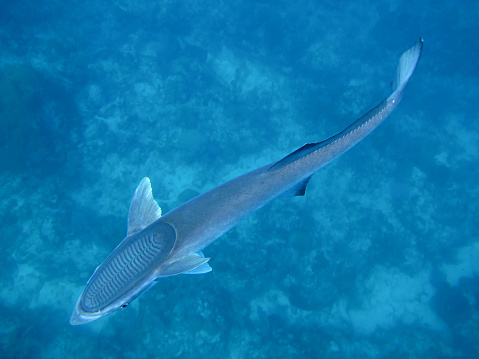 A remora looks for a ride.