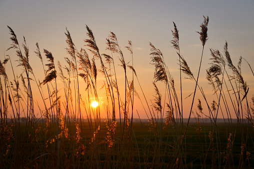Common reed at a meadow. Sunset and clear sky. Back lit and selective focus, horizon over land in the background. Taken in winter in Dose, Ostfriesland, Lower Saxony, German North Sea Region, Europe.