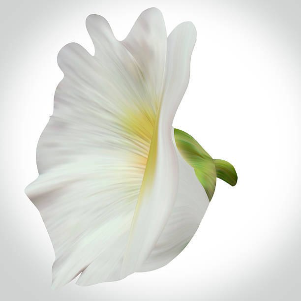 istock White Mallow illustration close-up on backdrop for design 481563514