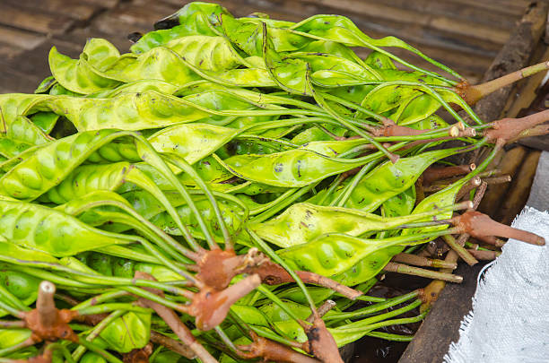 The fresh Parkia is tropical stinking edible beans, Thai style tropical fruit, Thailand