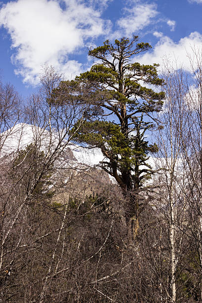 lone pine verde cercada por árvores descalços - 3107 - fotografias e filmes do acervo