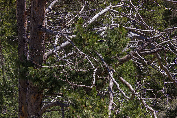 istock Dry old and young green pine branch 481564178