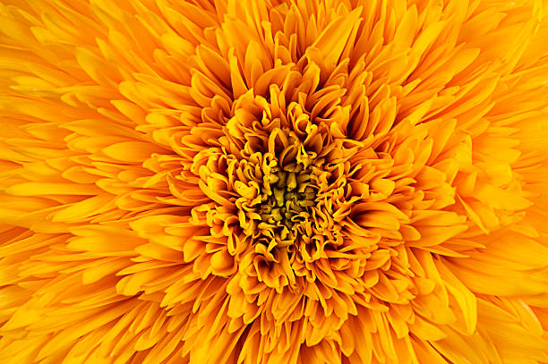 istock Giant Sungold hybrid sunflower closeup 481564921