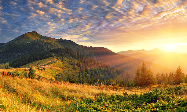 летний пейзаж в горах.  восход солнца - nature sunlight tree illuminated стоковые фото и изображения
