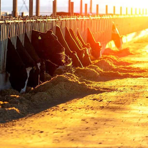 Cows Feeding at sunset Cows Feeding beef cattle feeding stock pictures, royalty-free photos & images