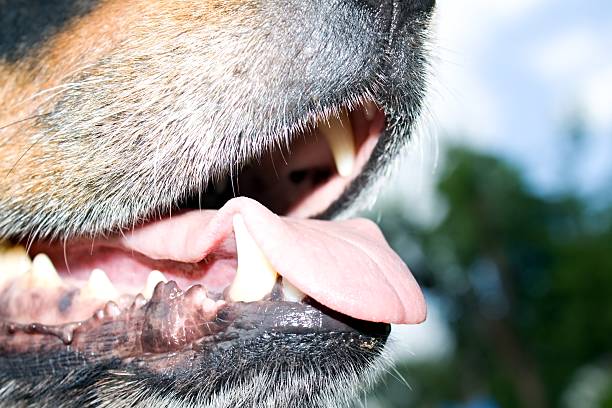dog mouth dog with openmouth with tongue and teeth wolf snout pictures stock pictures, royalty-free photos & images