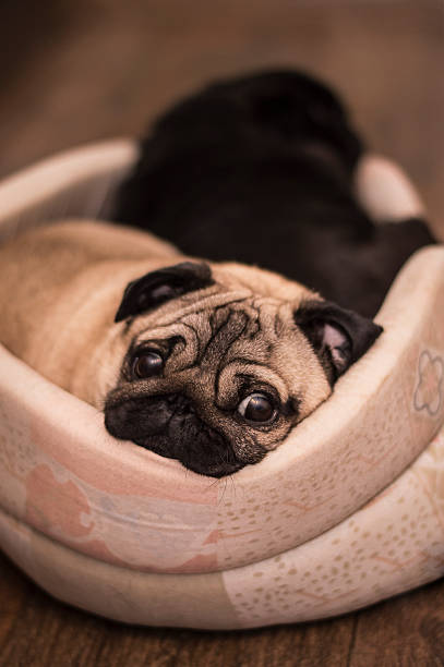 istock pug dog sleeps on his beige rug 481566198