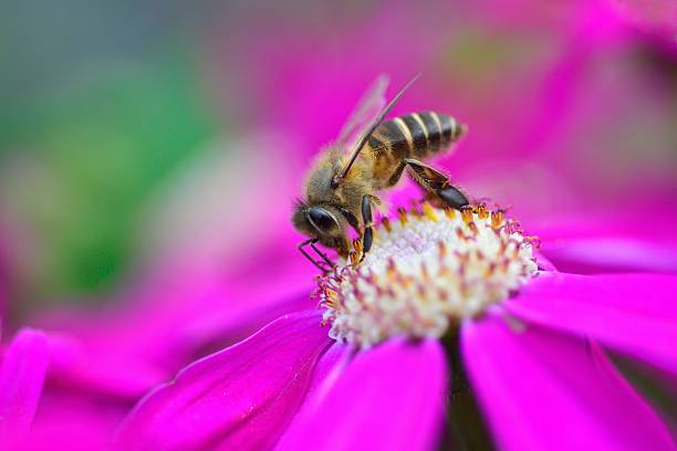 istock bee collects nectar from flowers 08 481566717