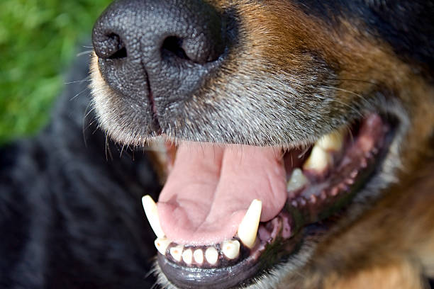 dog mouth dog mouth with tongue and teeth wolf snout pictures stock pictures, royalty-free photos & images