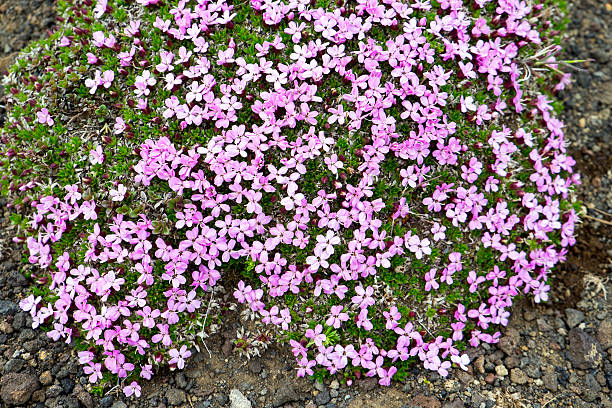 istock Purple flowers in Iceland 481566934