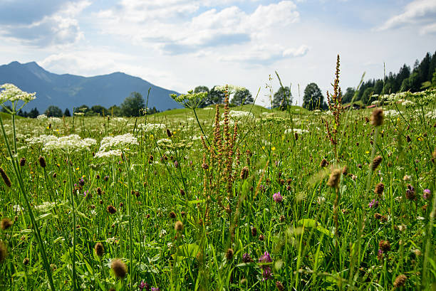 Grass in \